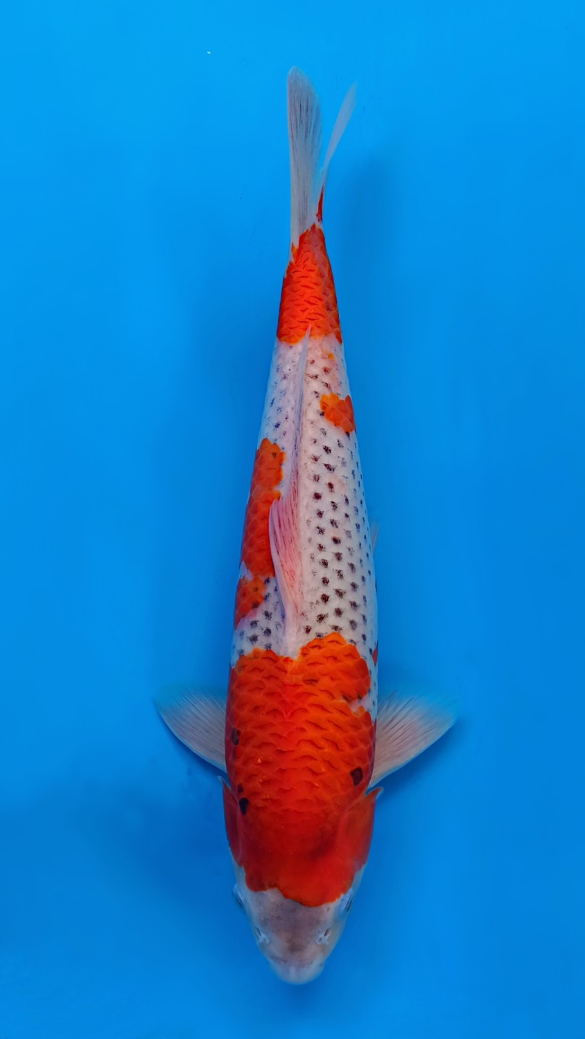 Juara 2