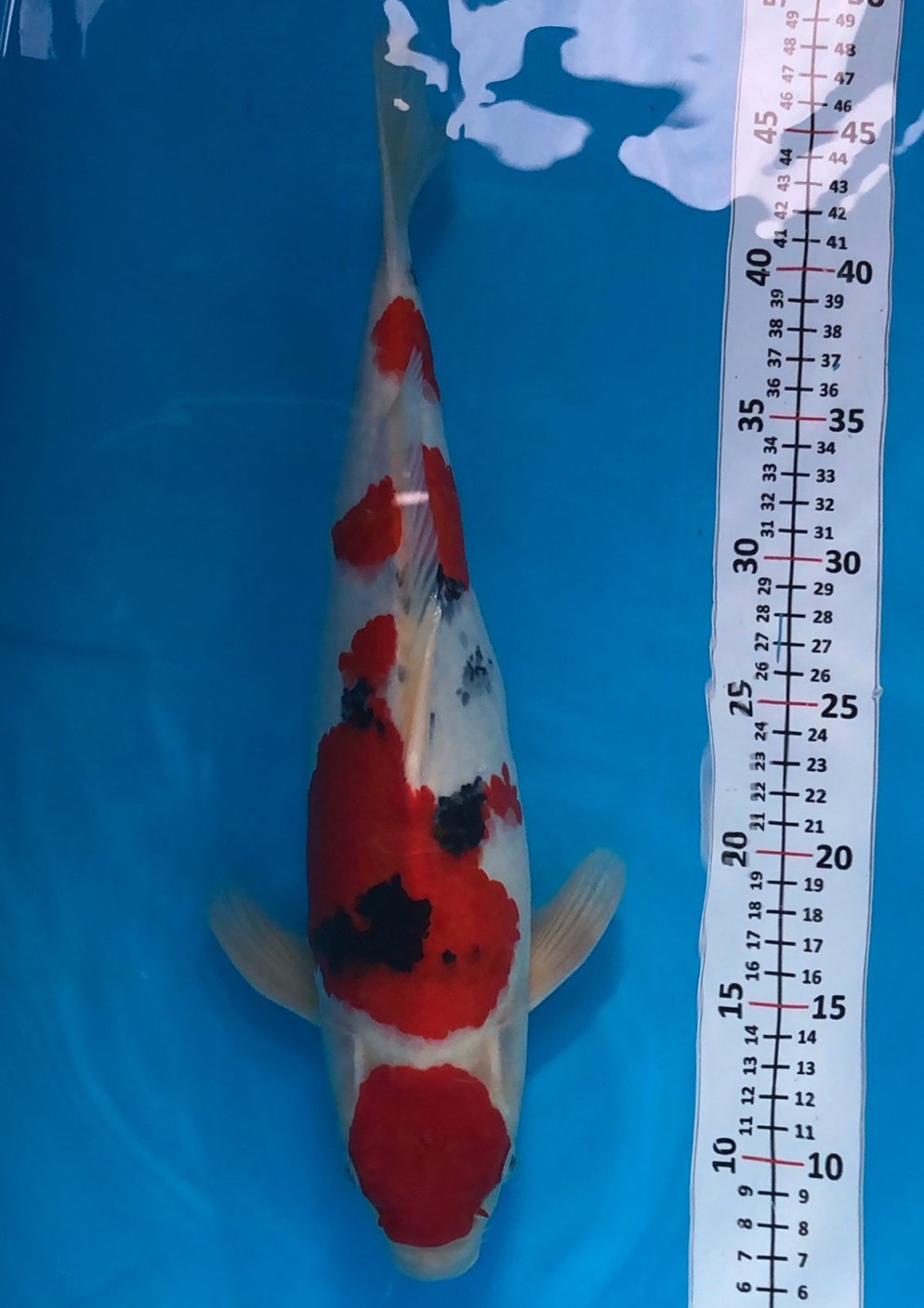 Juara 1