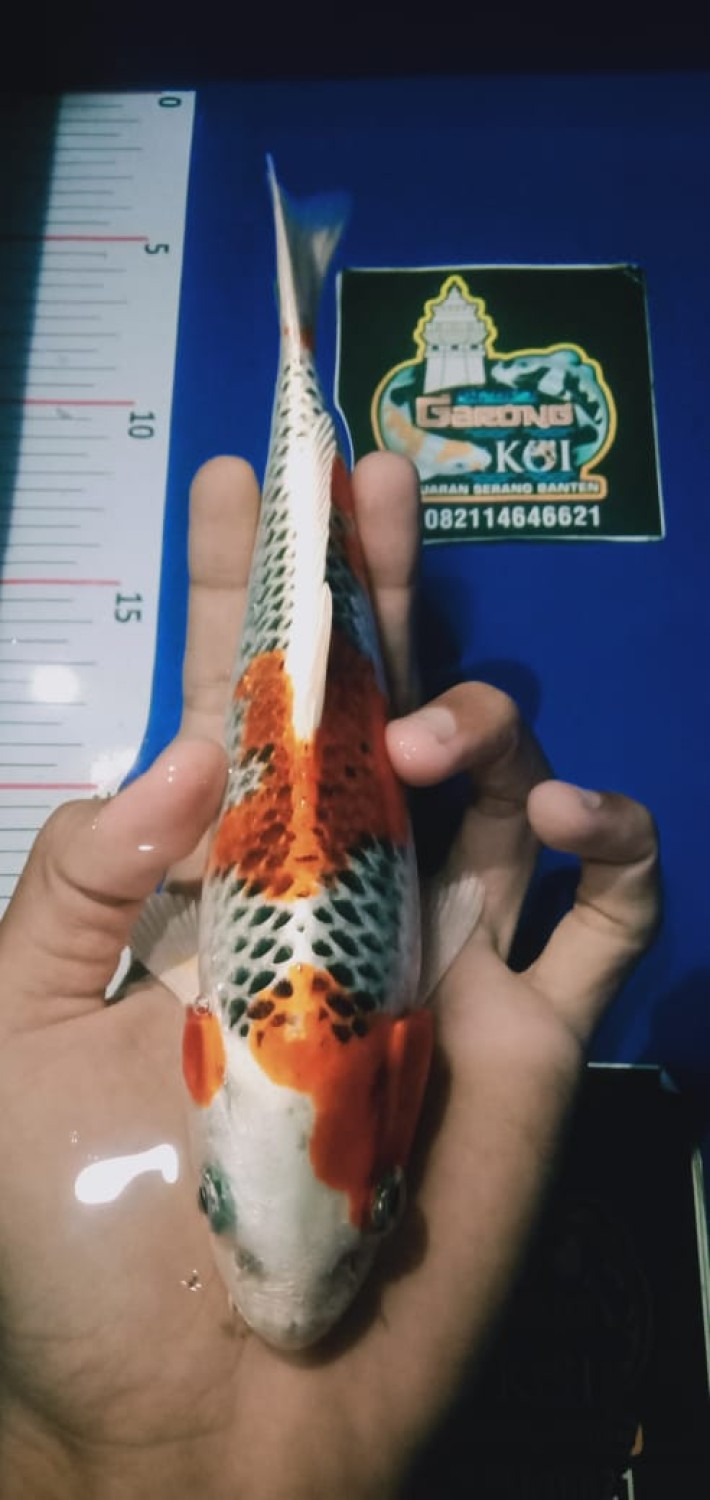 Juara 1