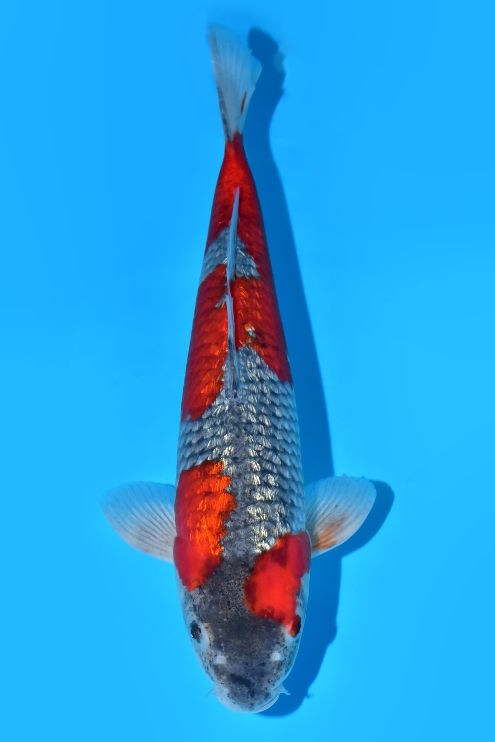 Juara 2