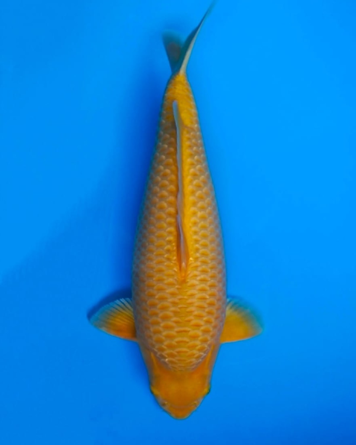 Juara 1