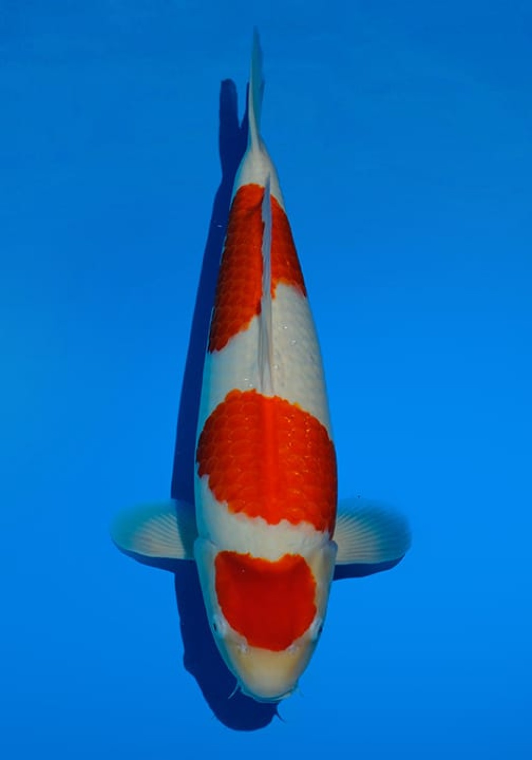 Juara 3