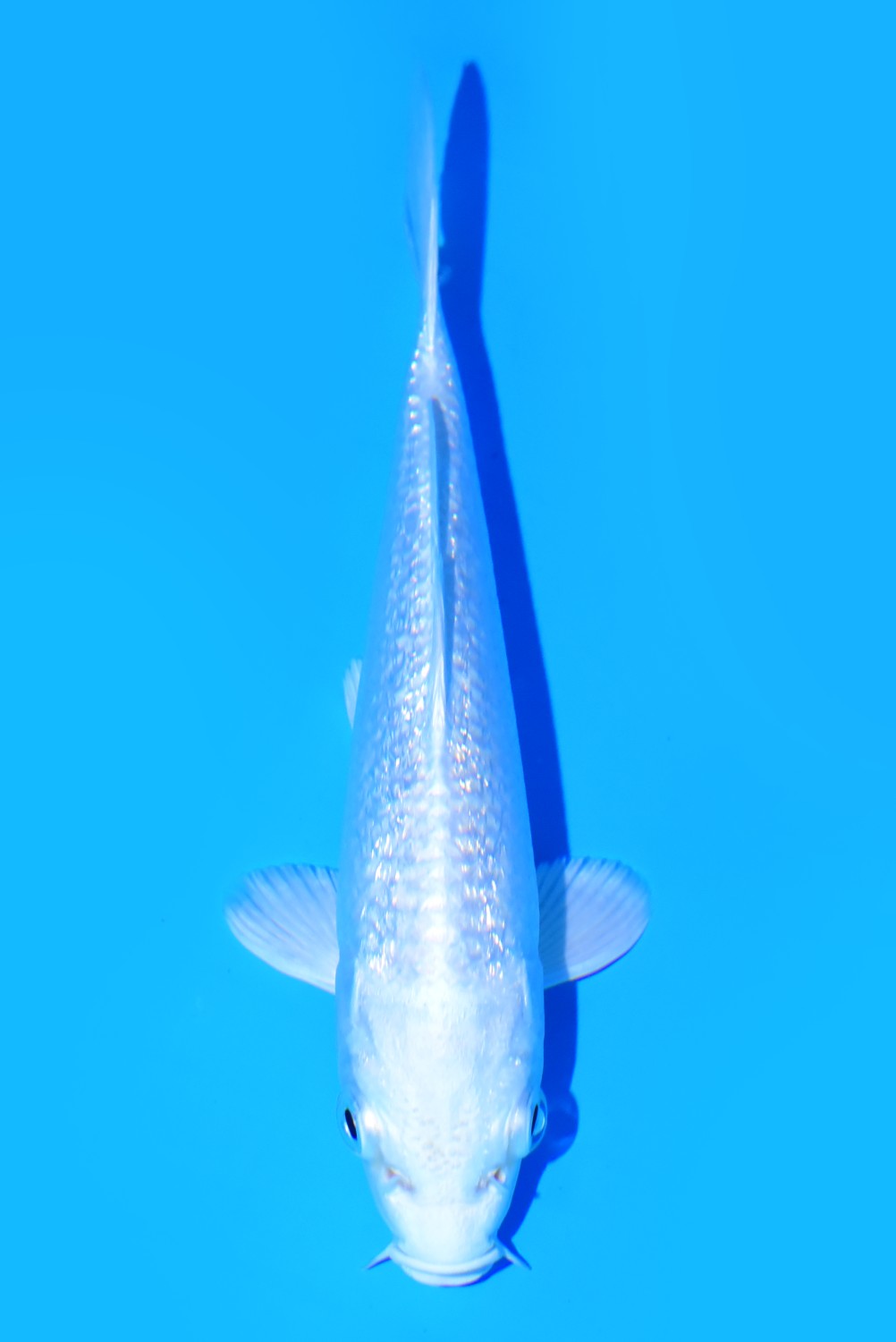 Juara 5