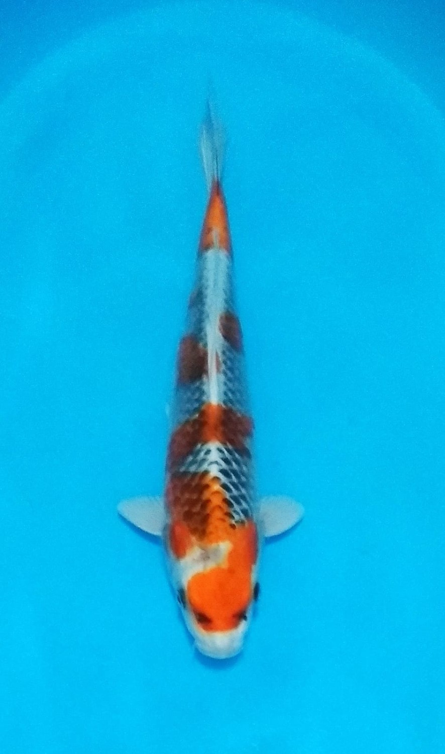 Juara 2