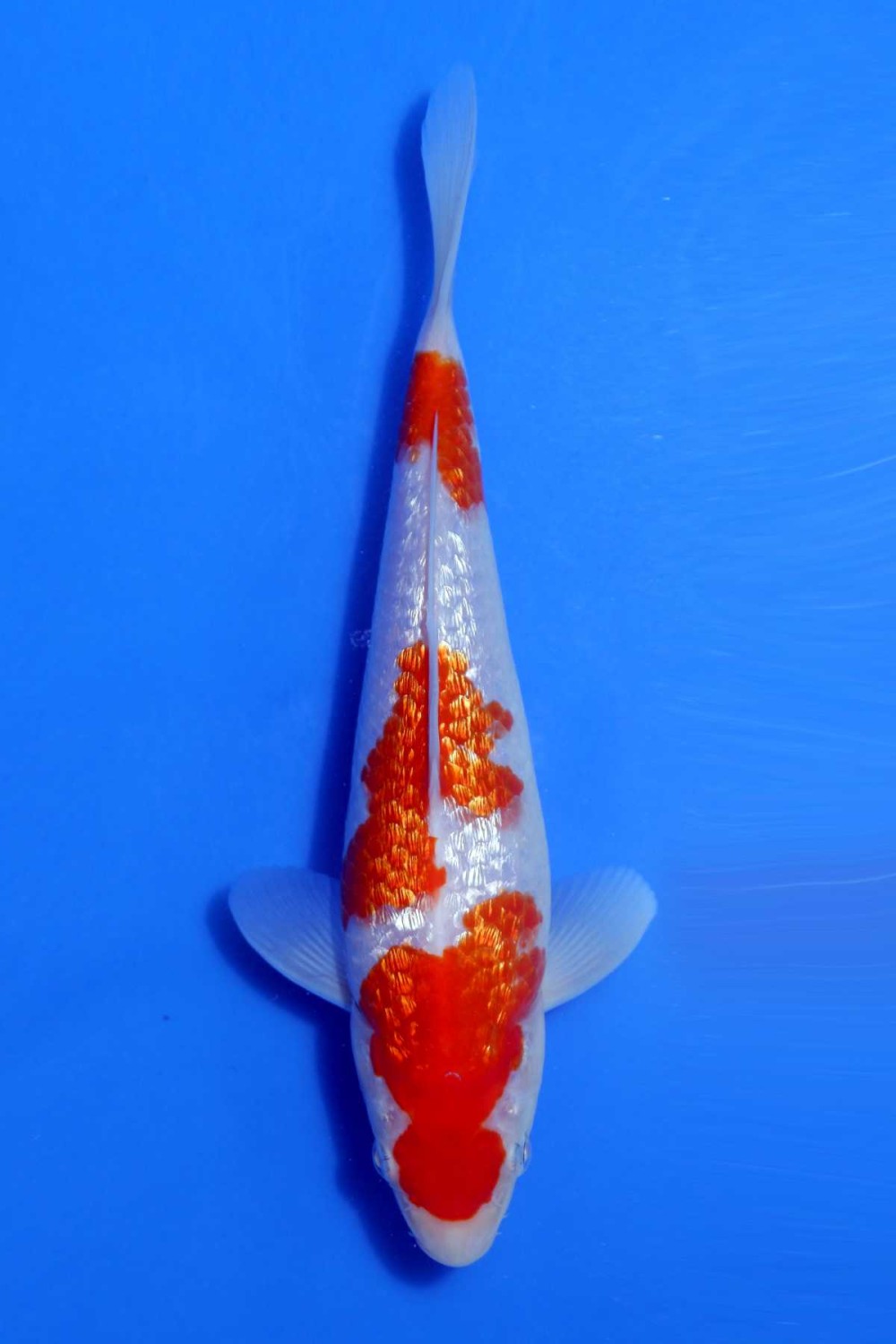 Juara 1