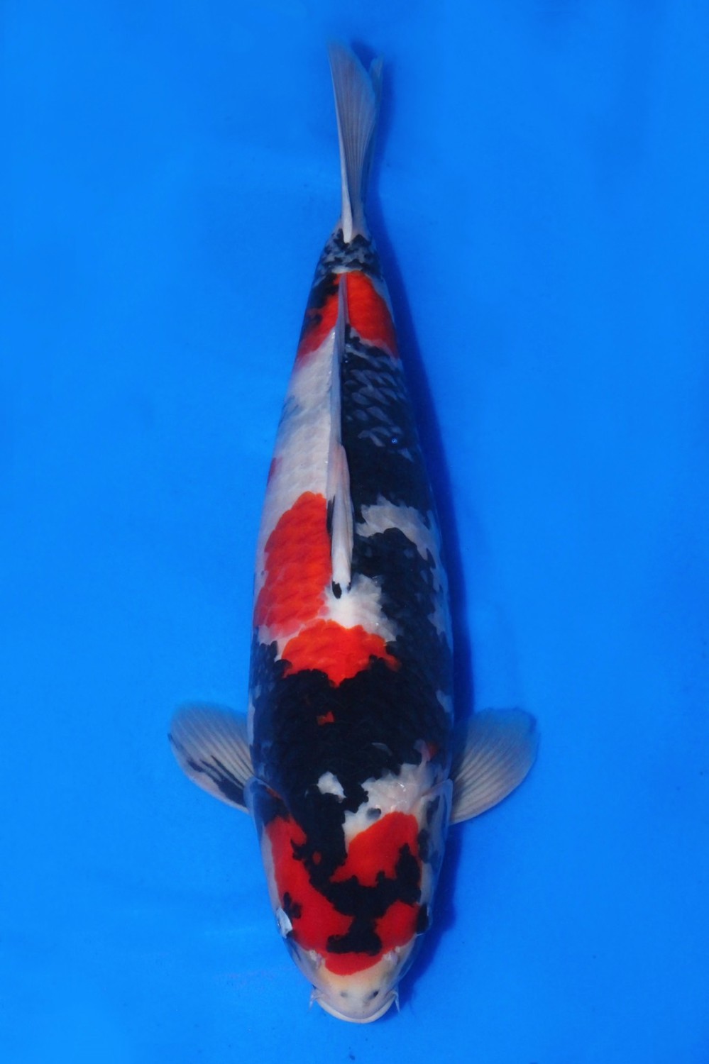Juara 1