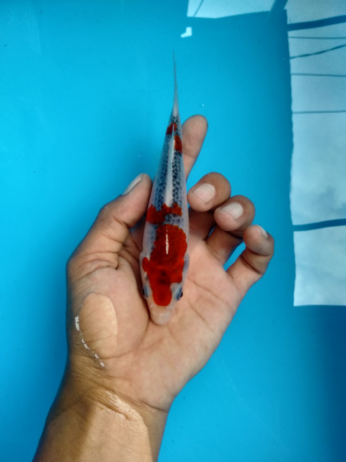 Juara 5