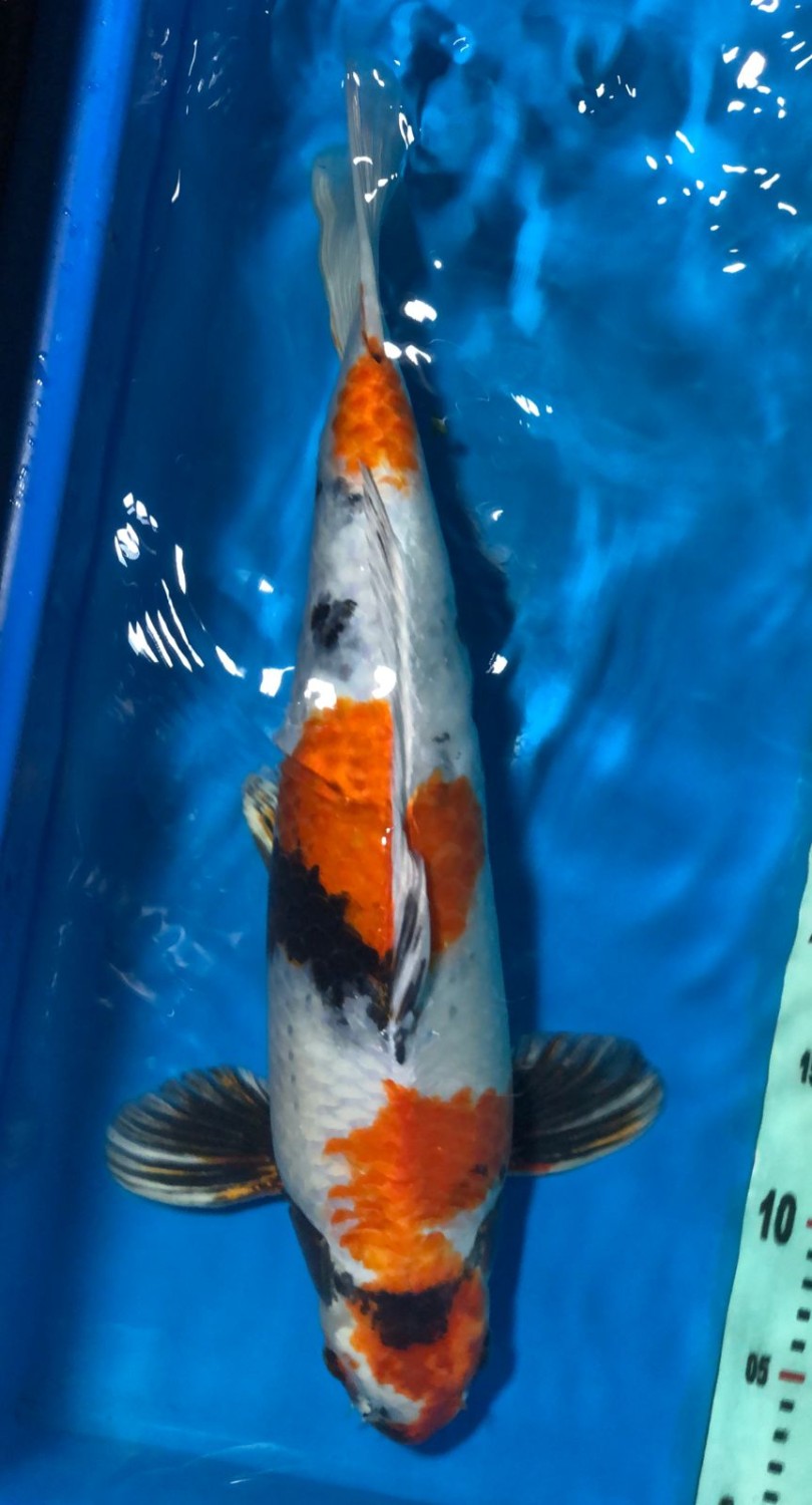Juara 2