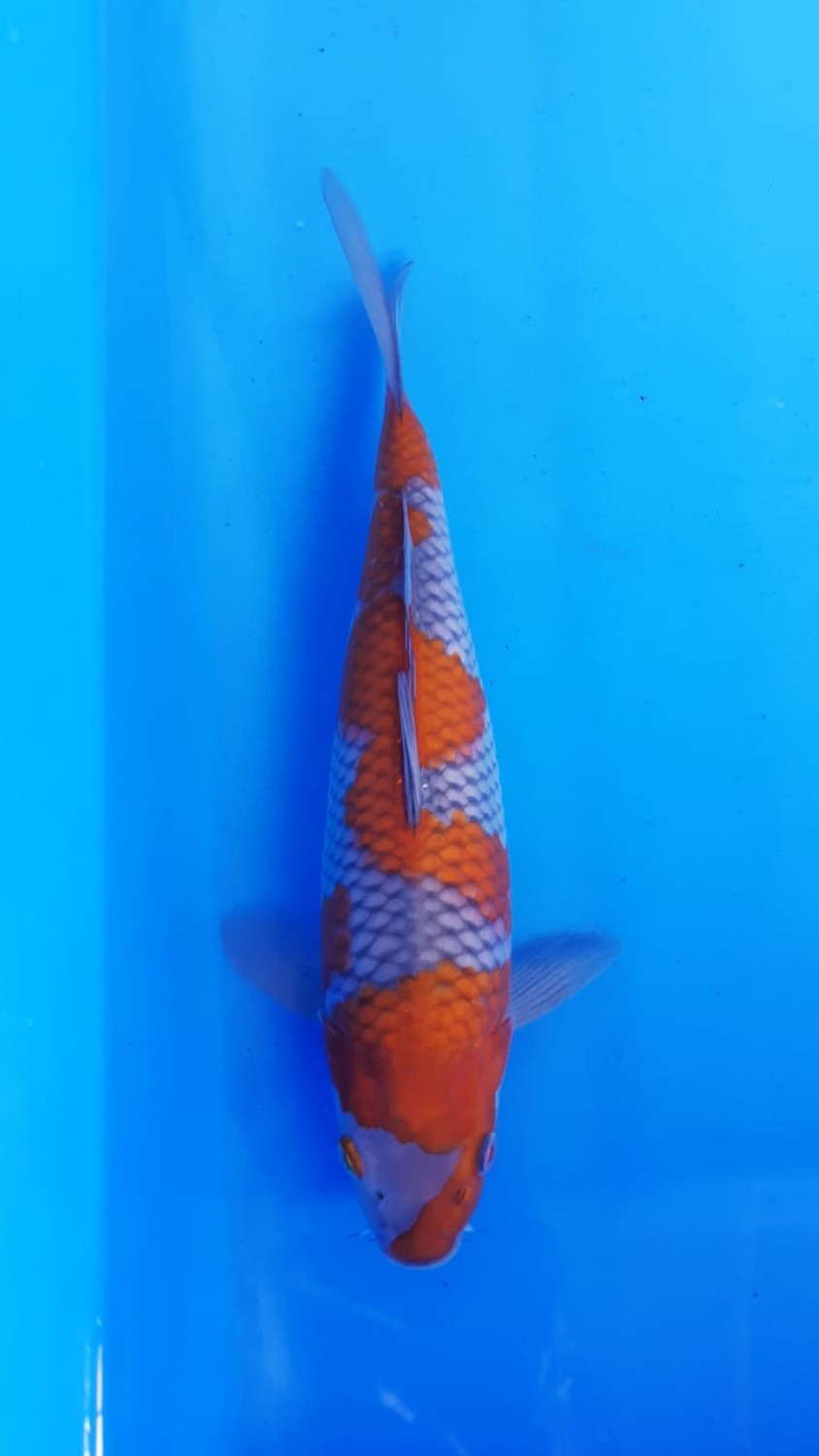 Juara 3