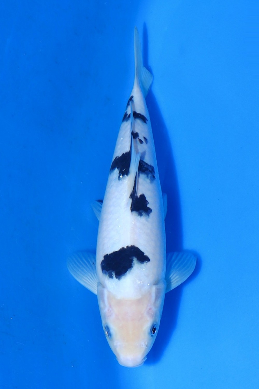 Juara 1
