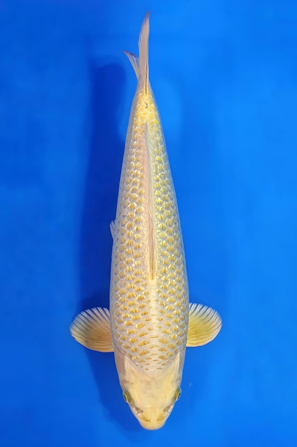 Juara 2