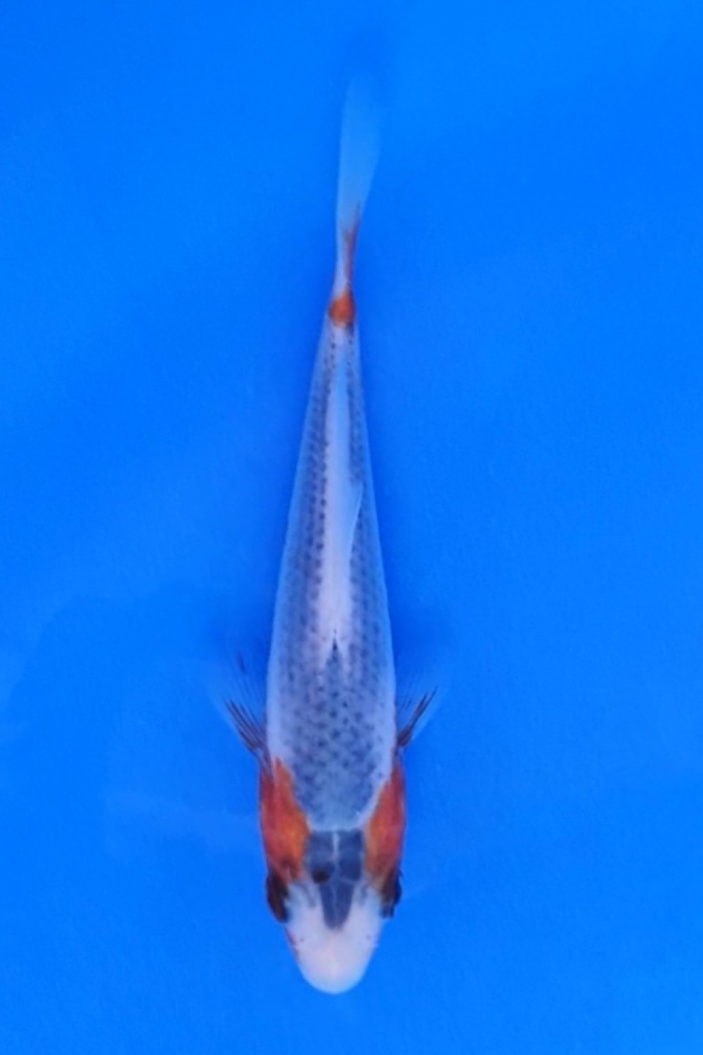 Juara 5