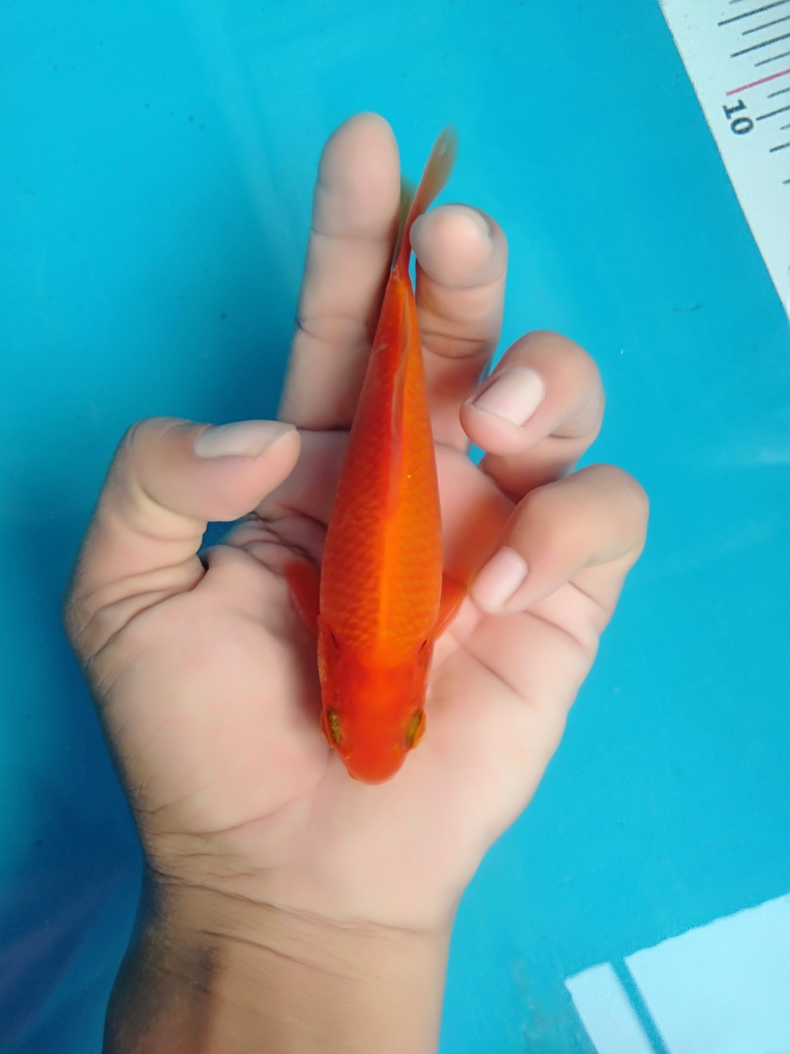 Juara 3