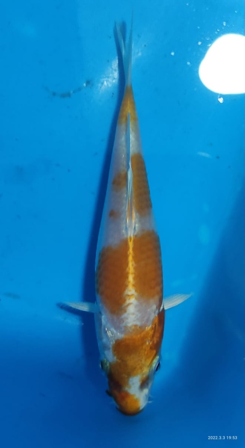 Juara 1