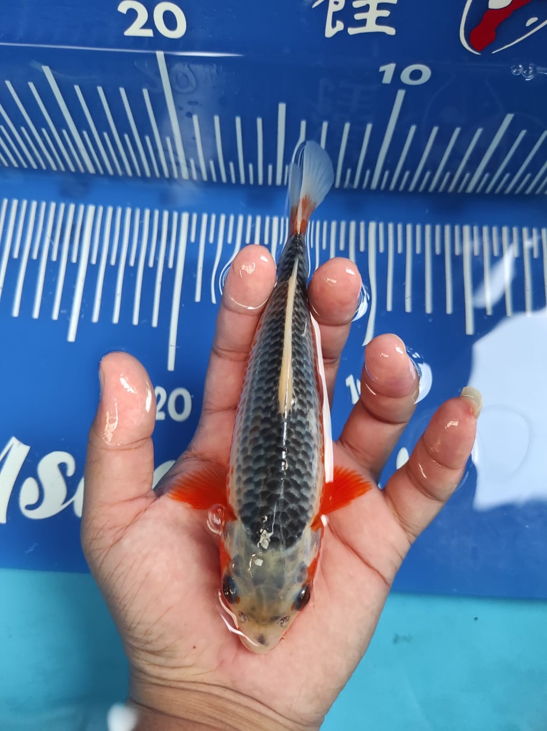 Juara 2