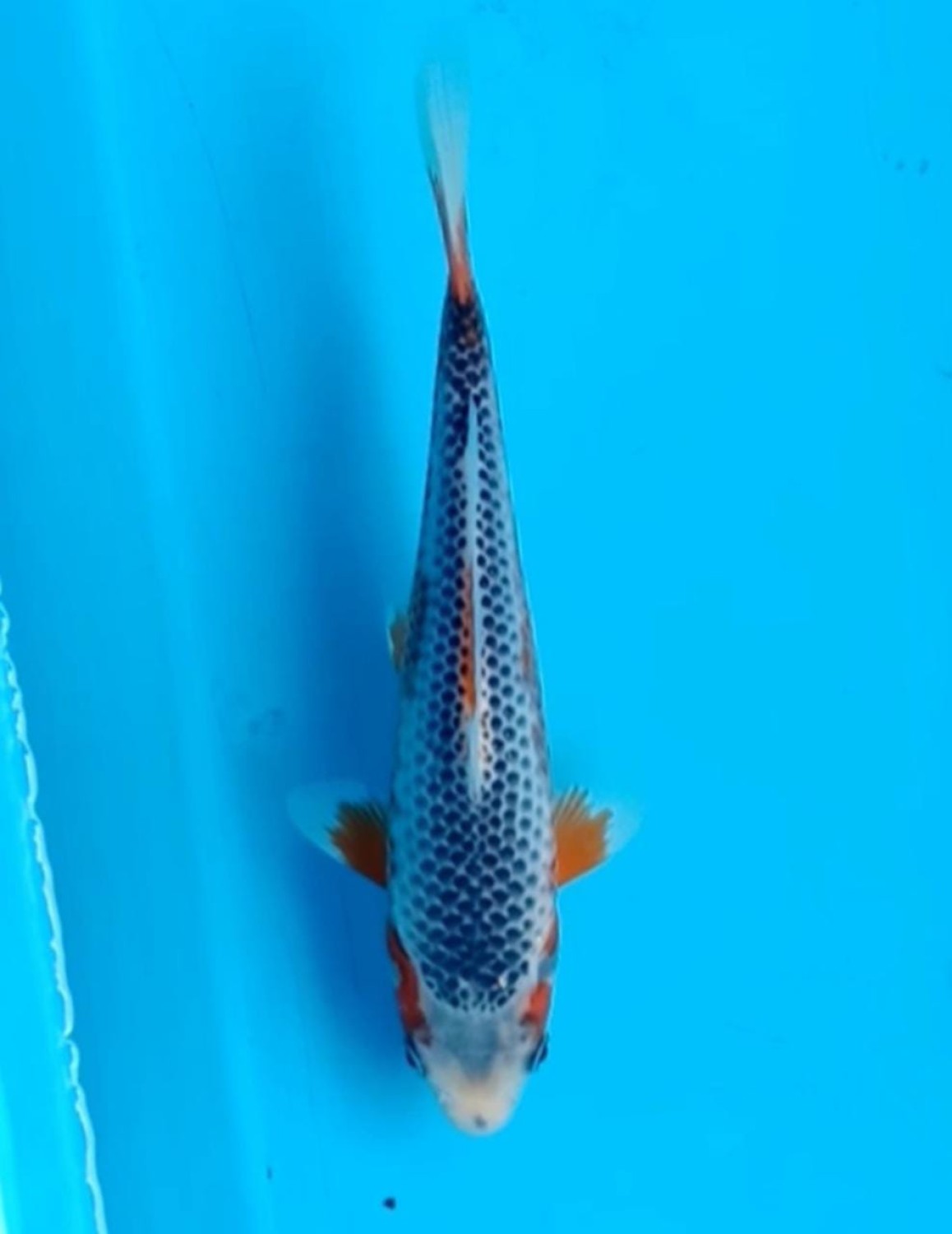 Juara 4