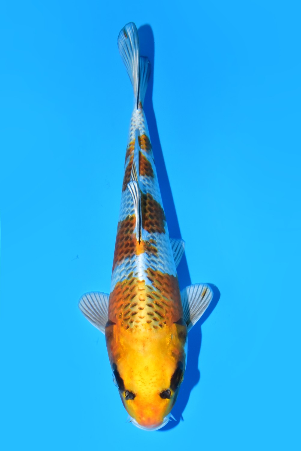Juara 1