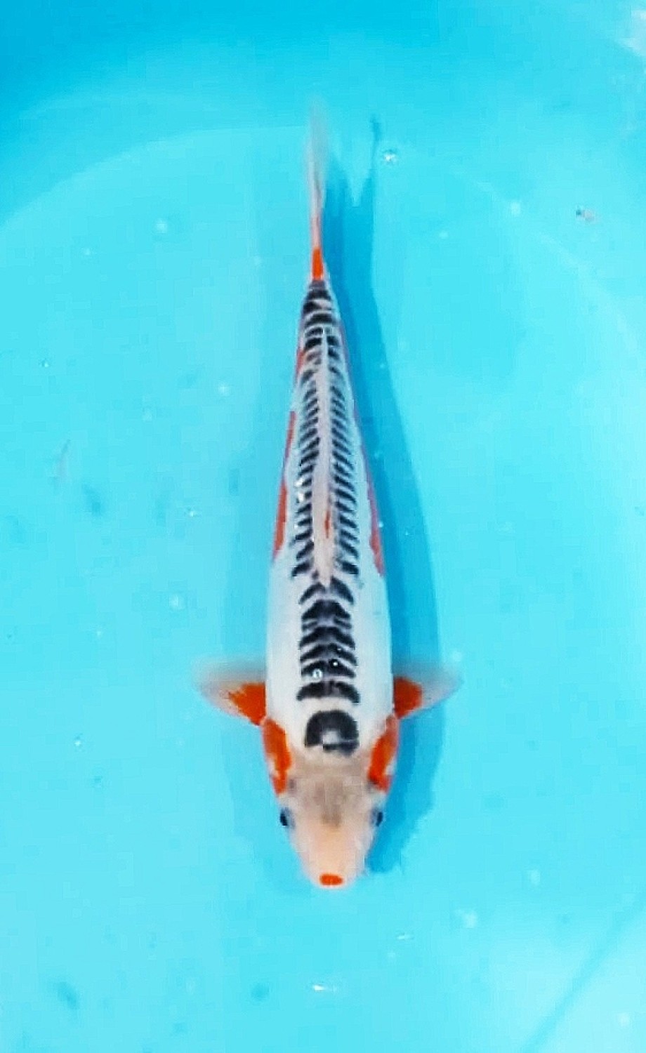 Juara 1