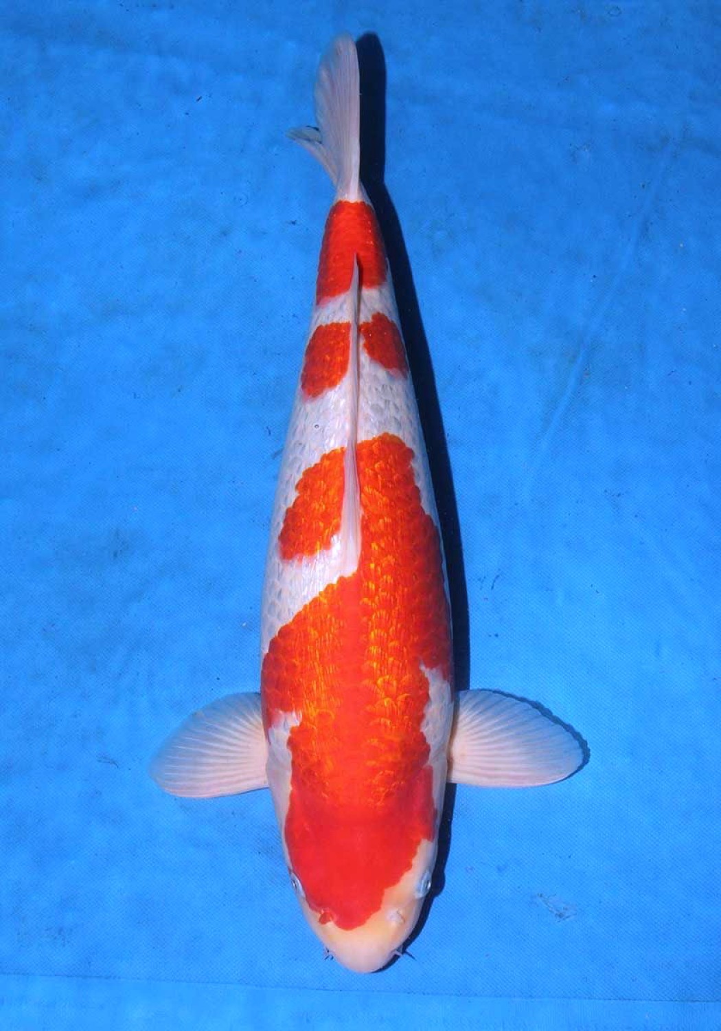 Juara 1