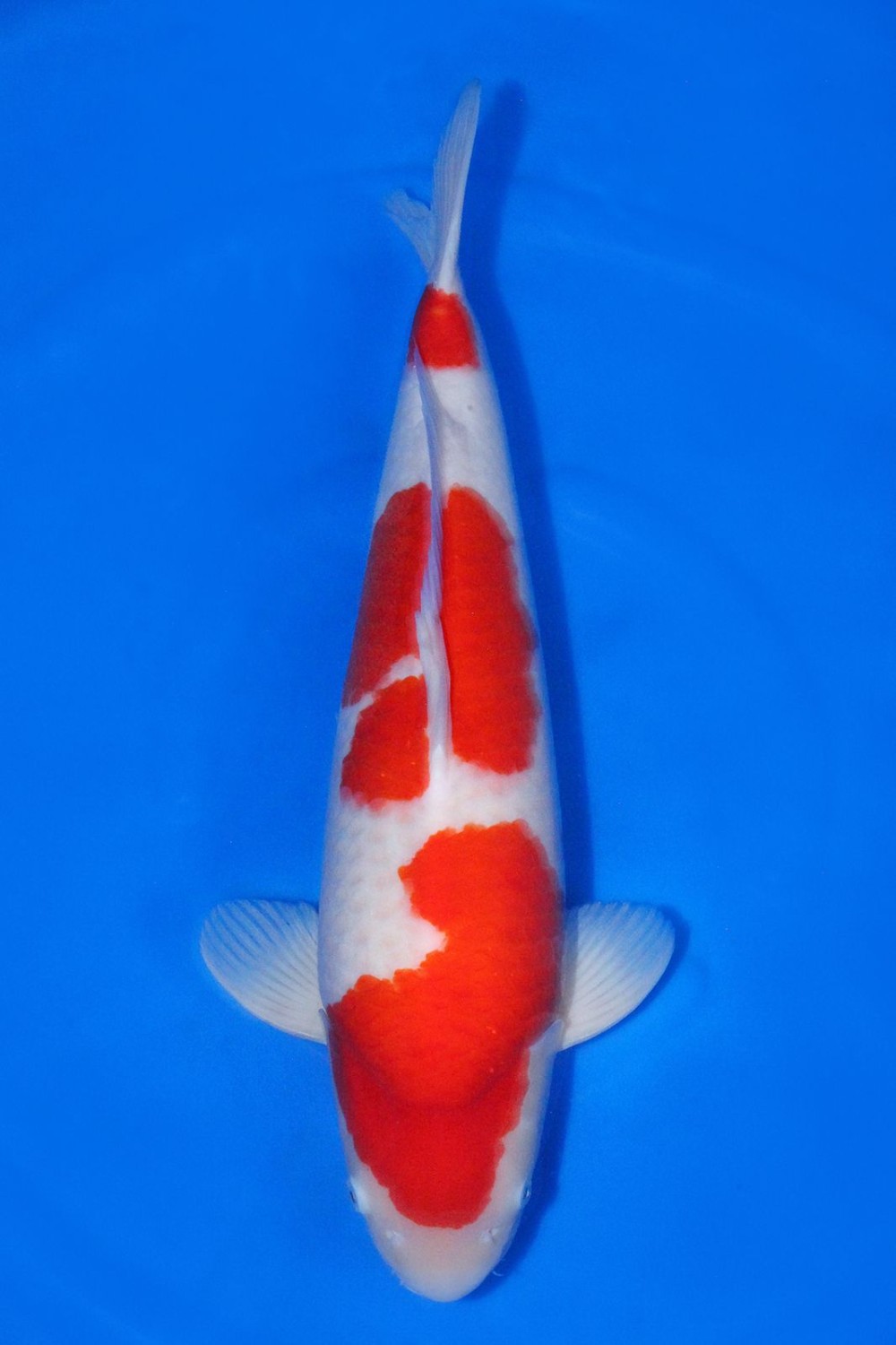 Best In Size A 56 - 60 cm