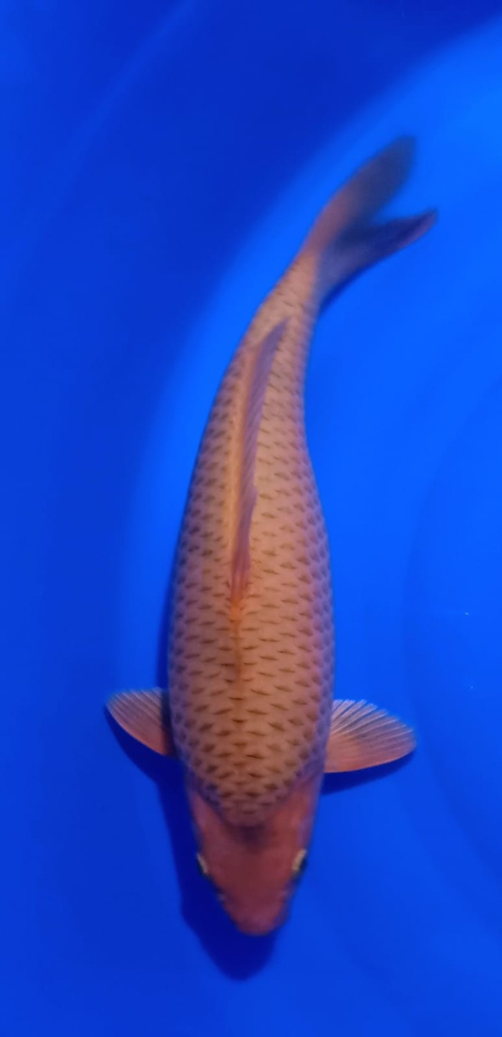 Best In Size E 41 - 45 cm