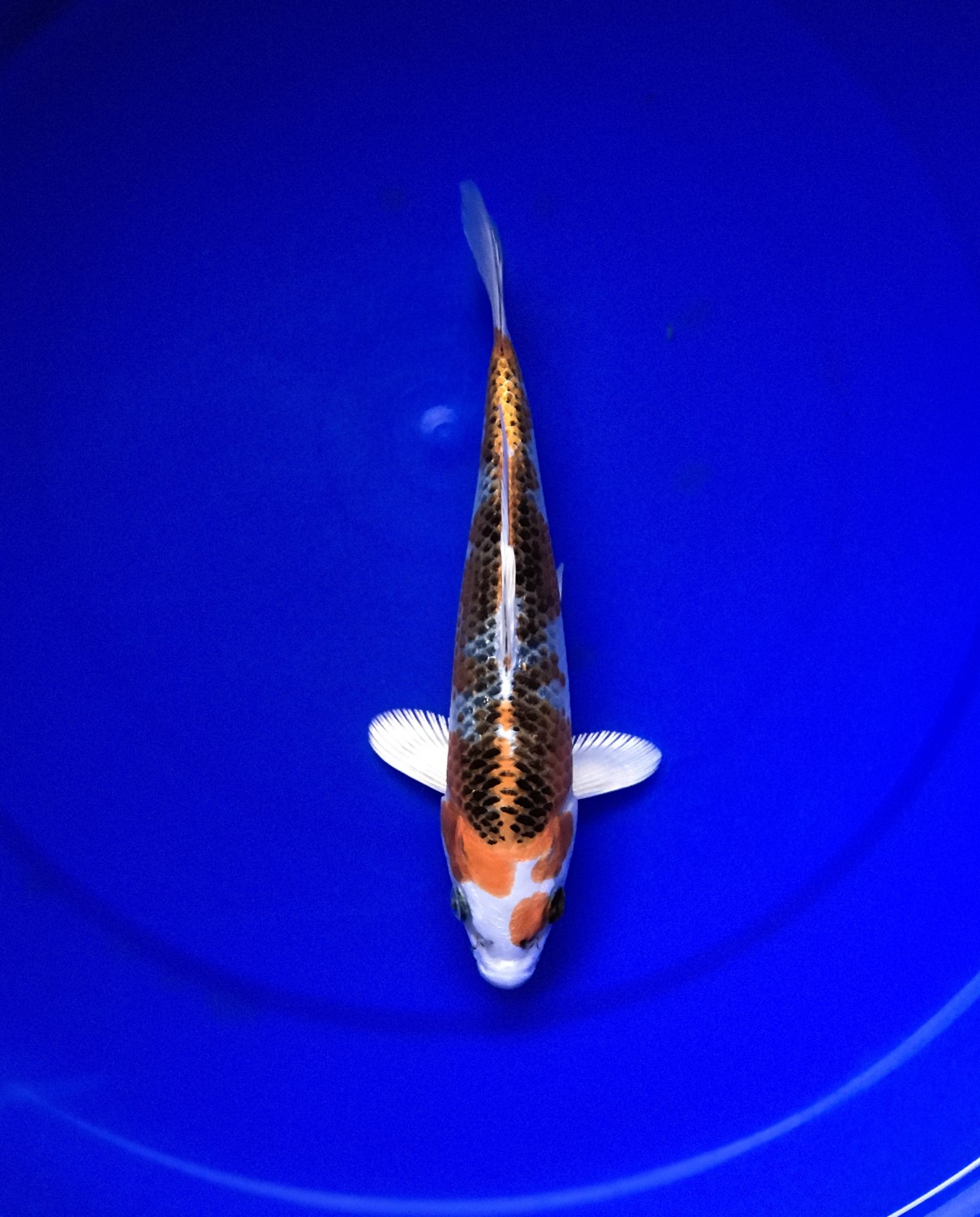 Juara 5