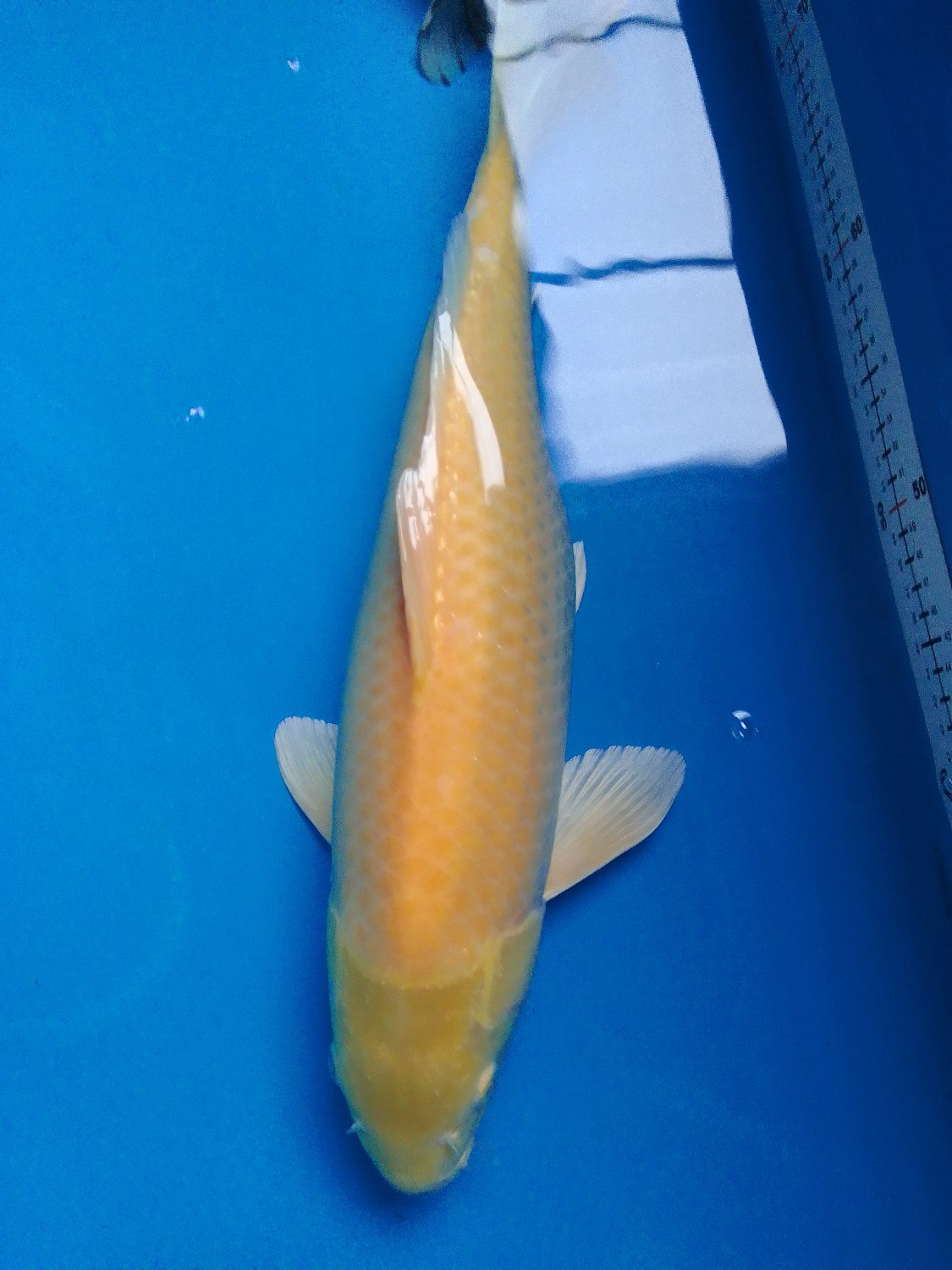 Juara 2