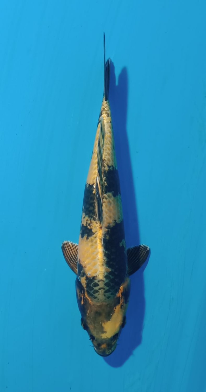 Juara 5