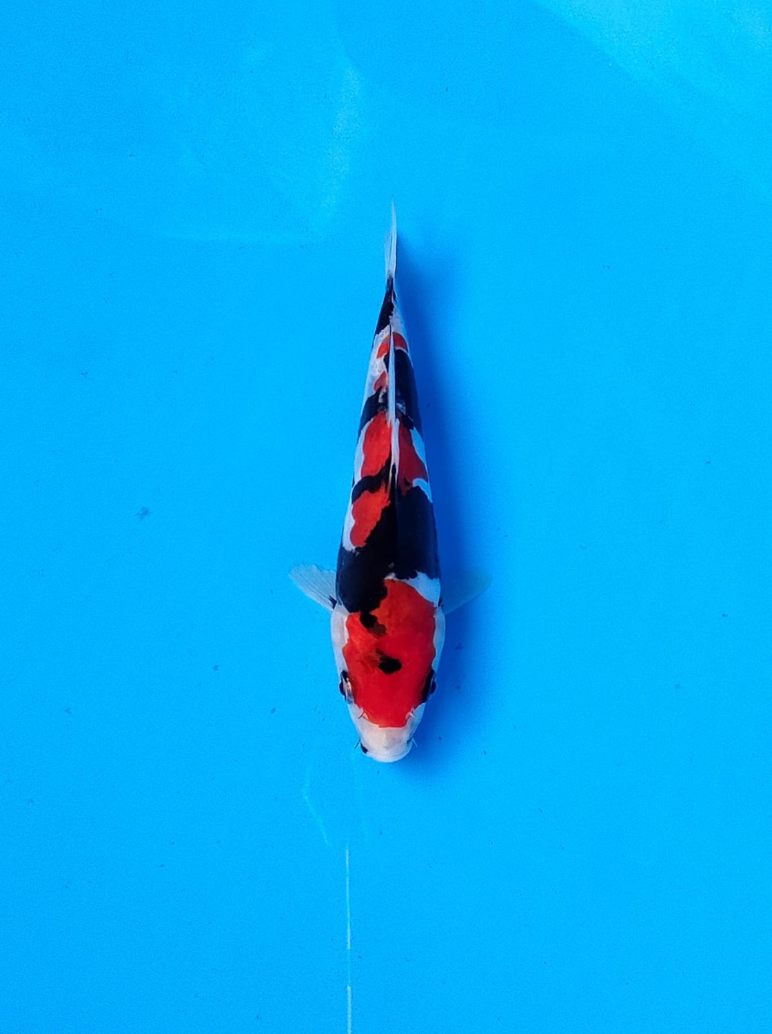 Juara 2