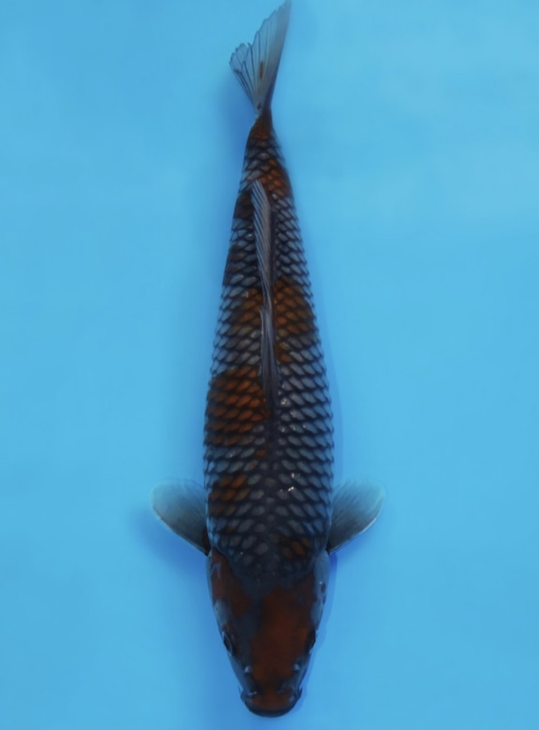 Juara 2