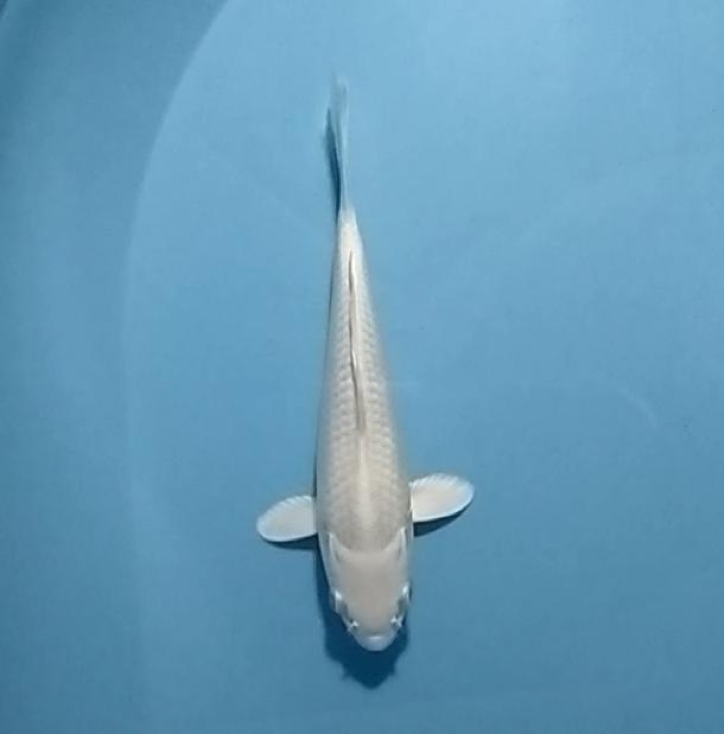 Best In Size E 13-15 cm