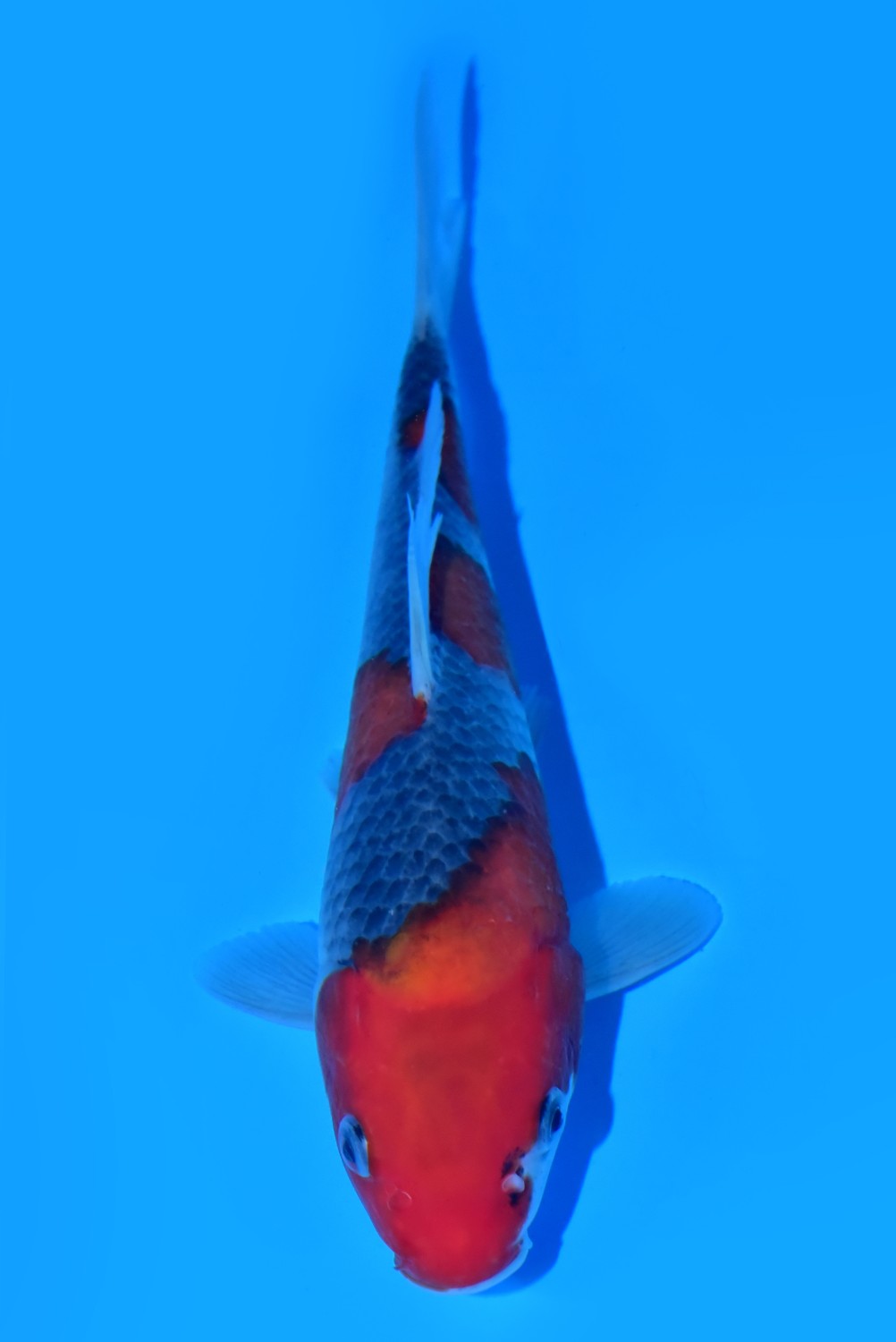 Juara 2