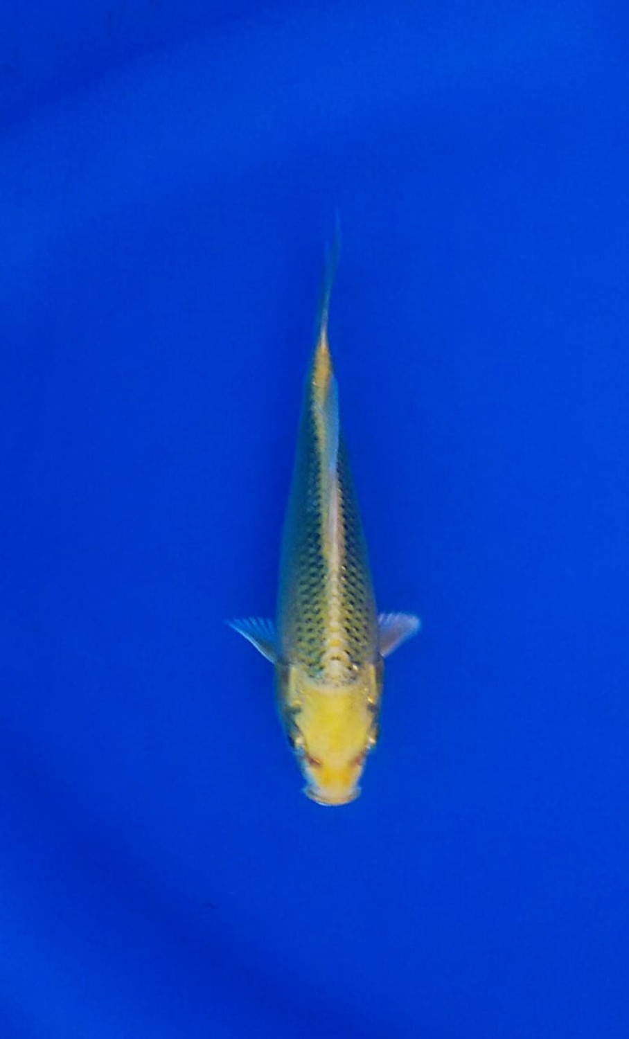 Juara 5