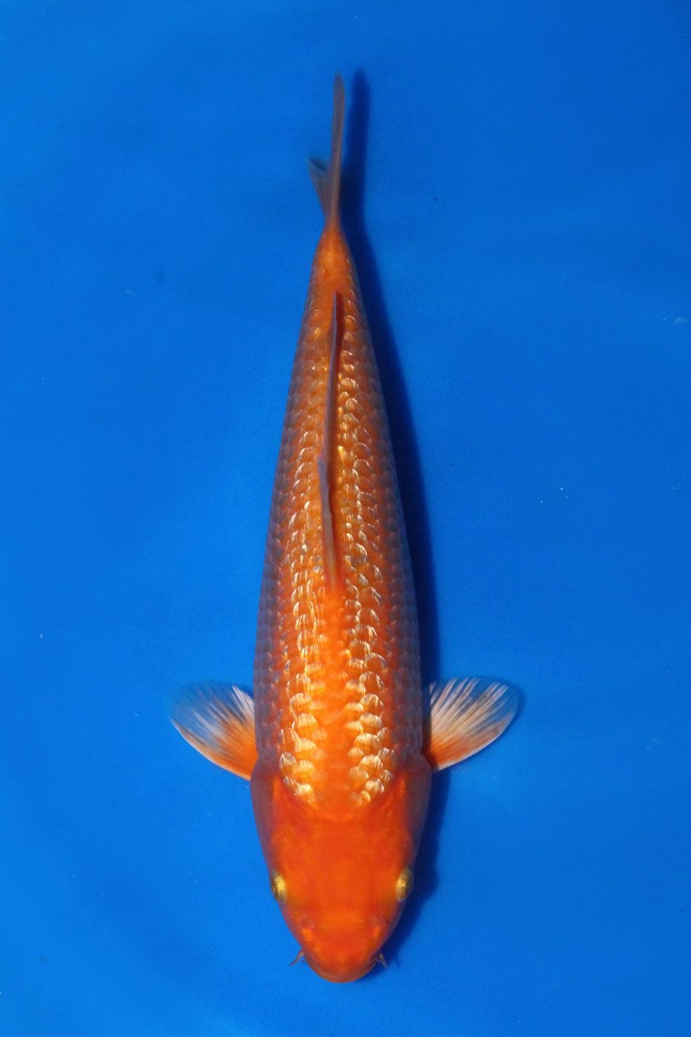 Juara 1