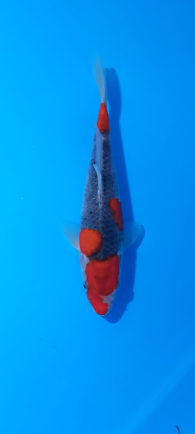 Juara 1