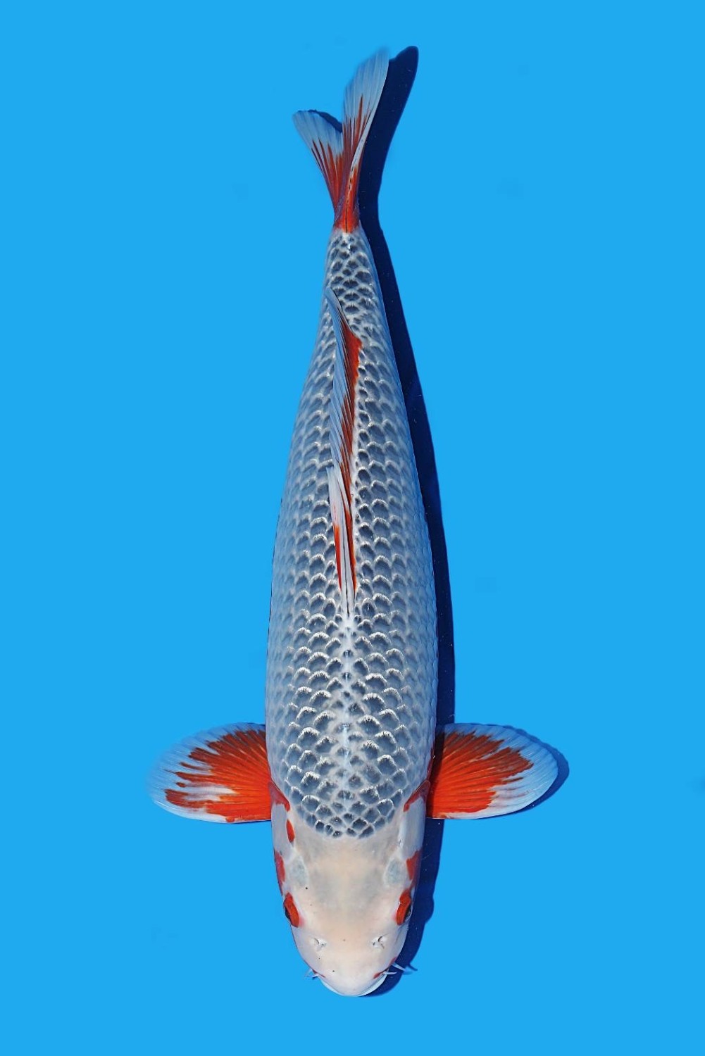 Juara 1