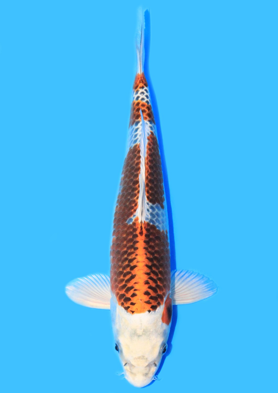 Juara 4