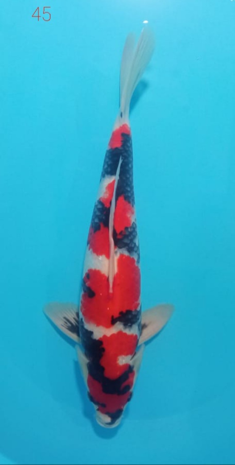 Juara 1