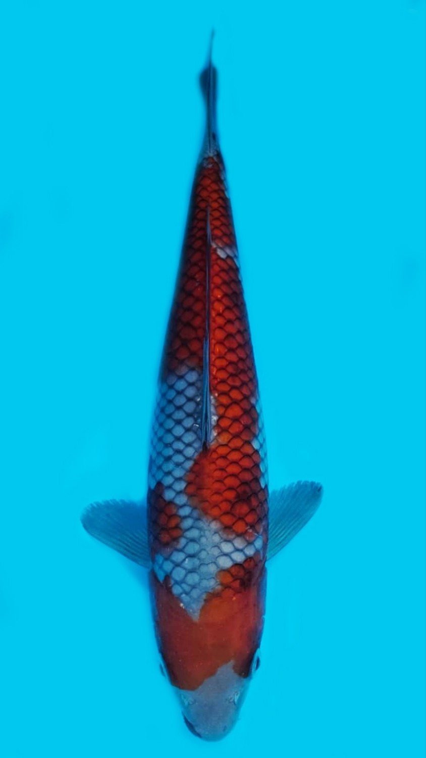 Best In Size B 21 - 25 cm