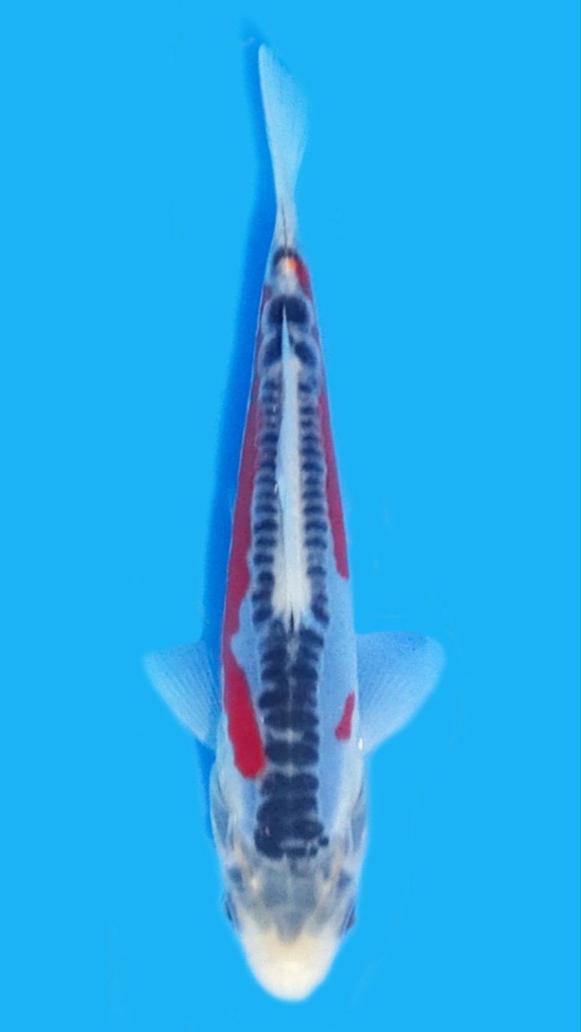 Juara 1