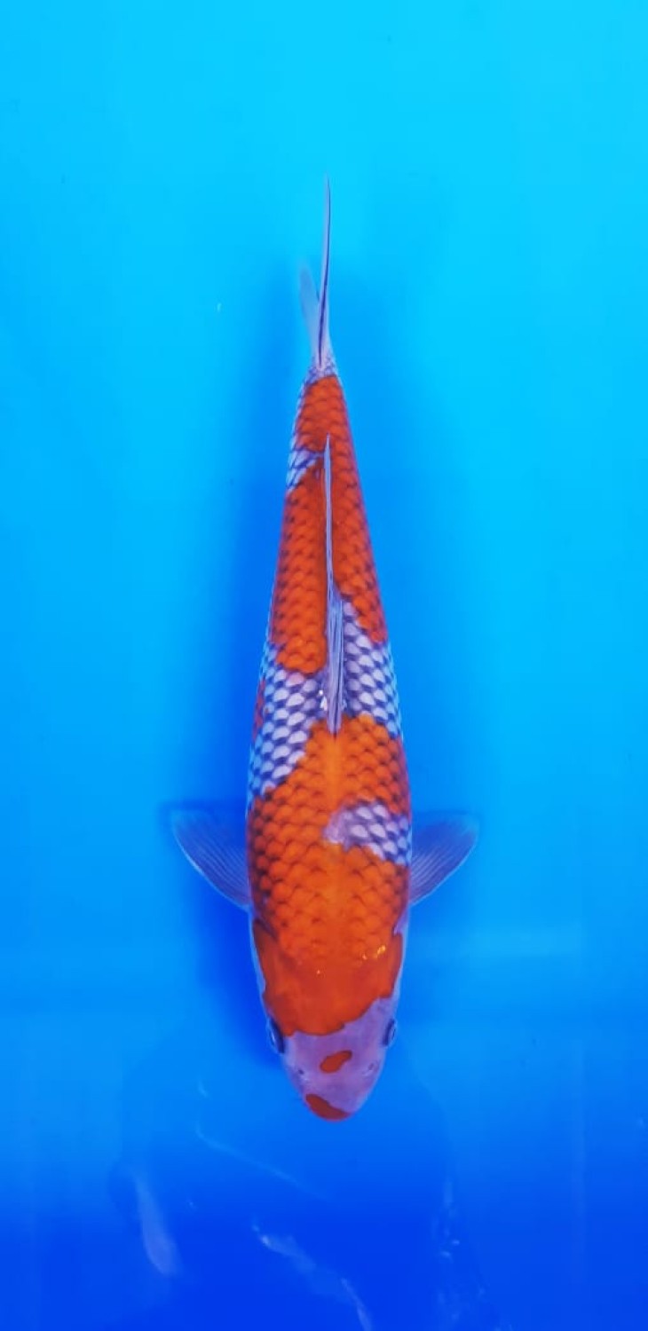 Juara 2