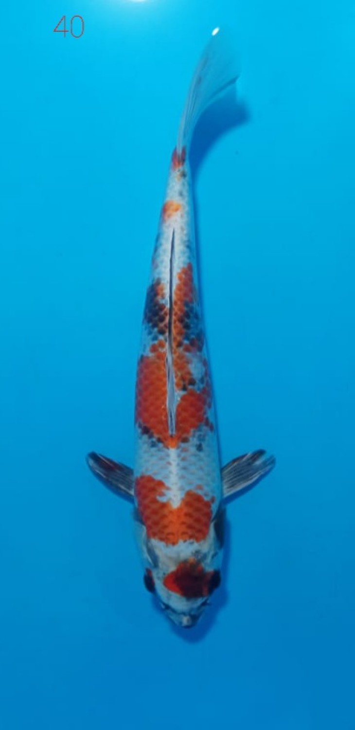 Juara 2