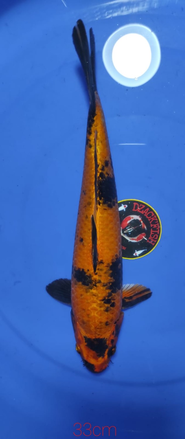 Juara 5