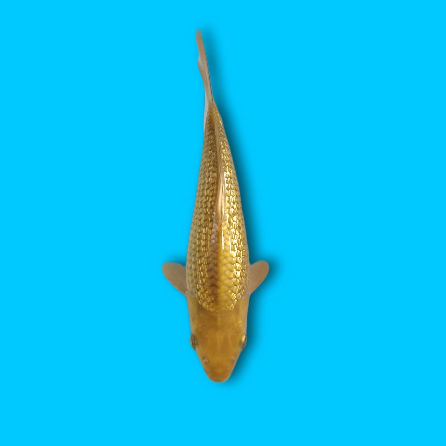 Juara 2