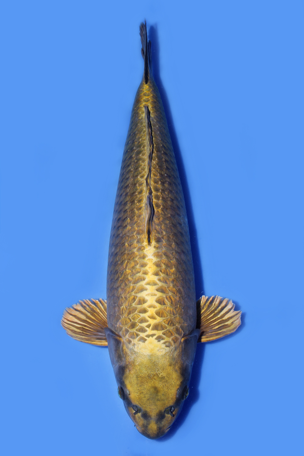 Juara 2