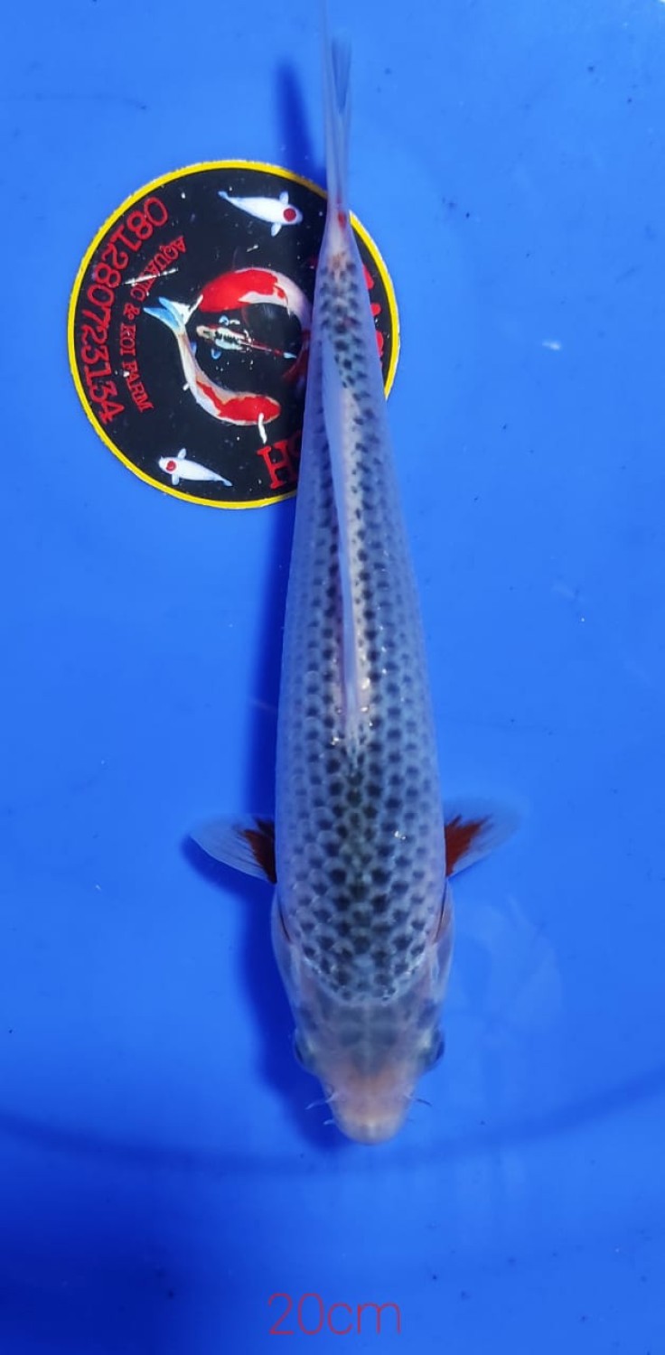 Juara 5