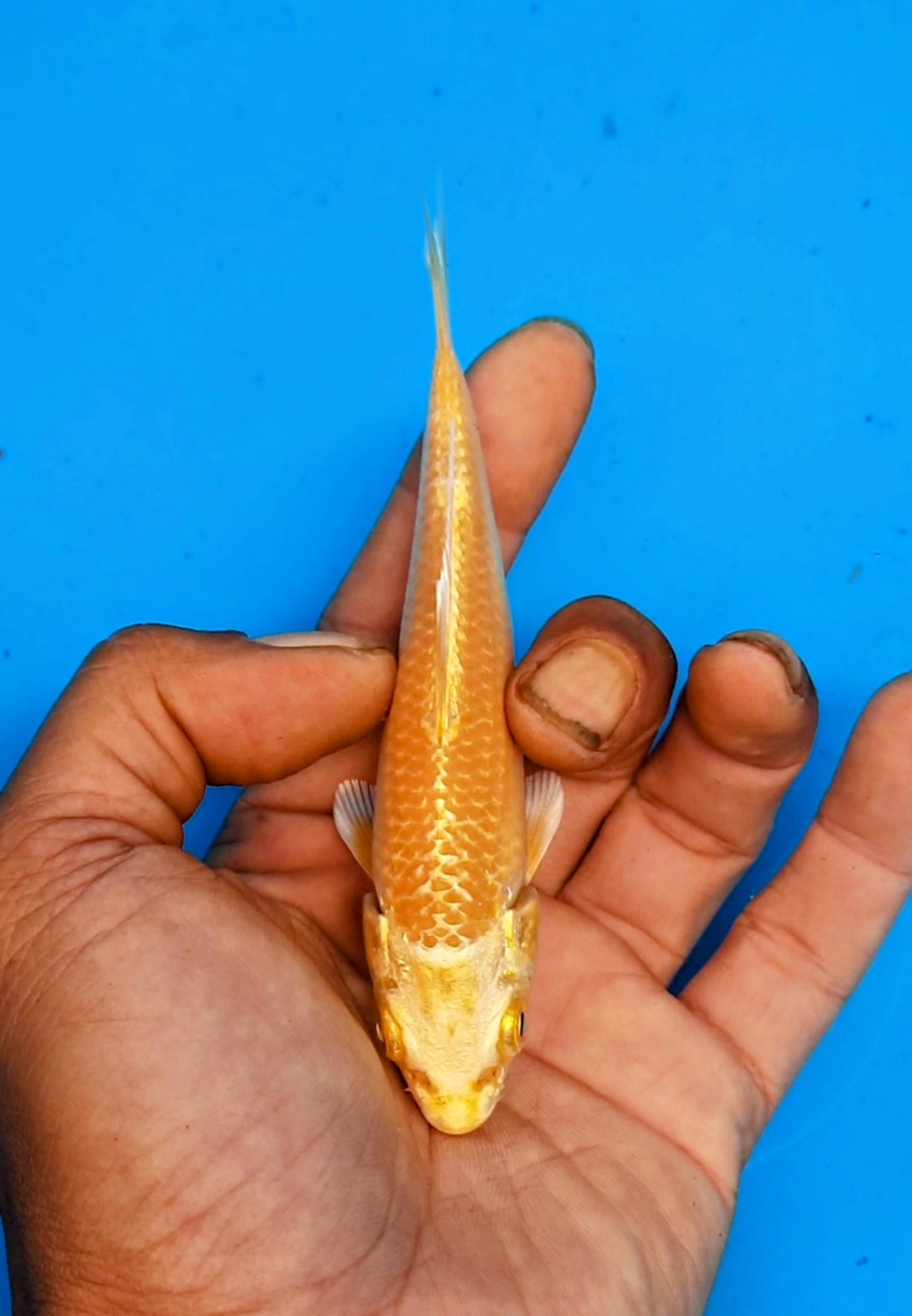 Juara 1
