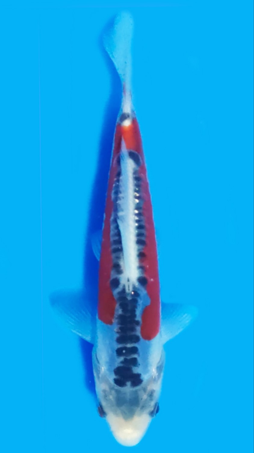Best In Size D 13-15 cm