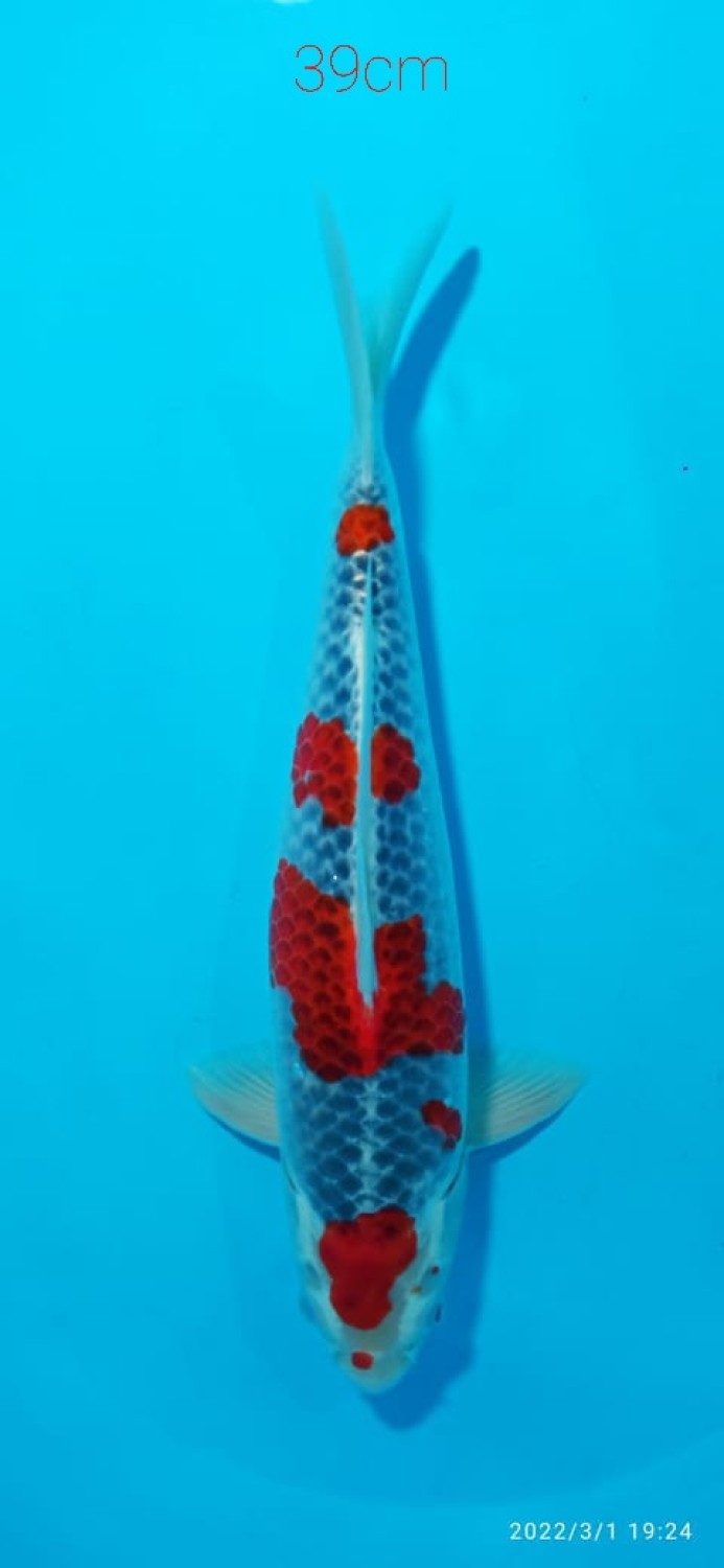 Juara 3