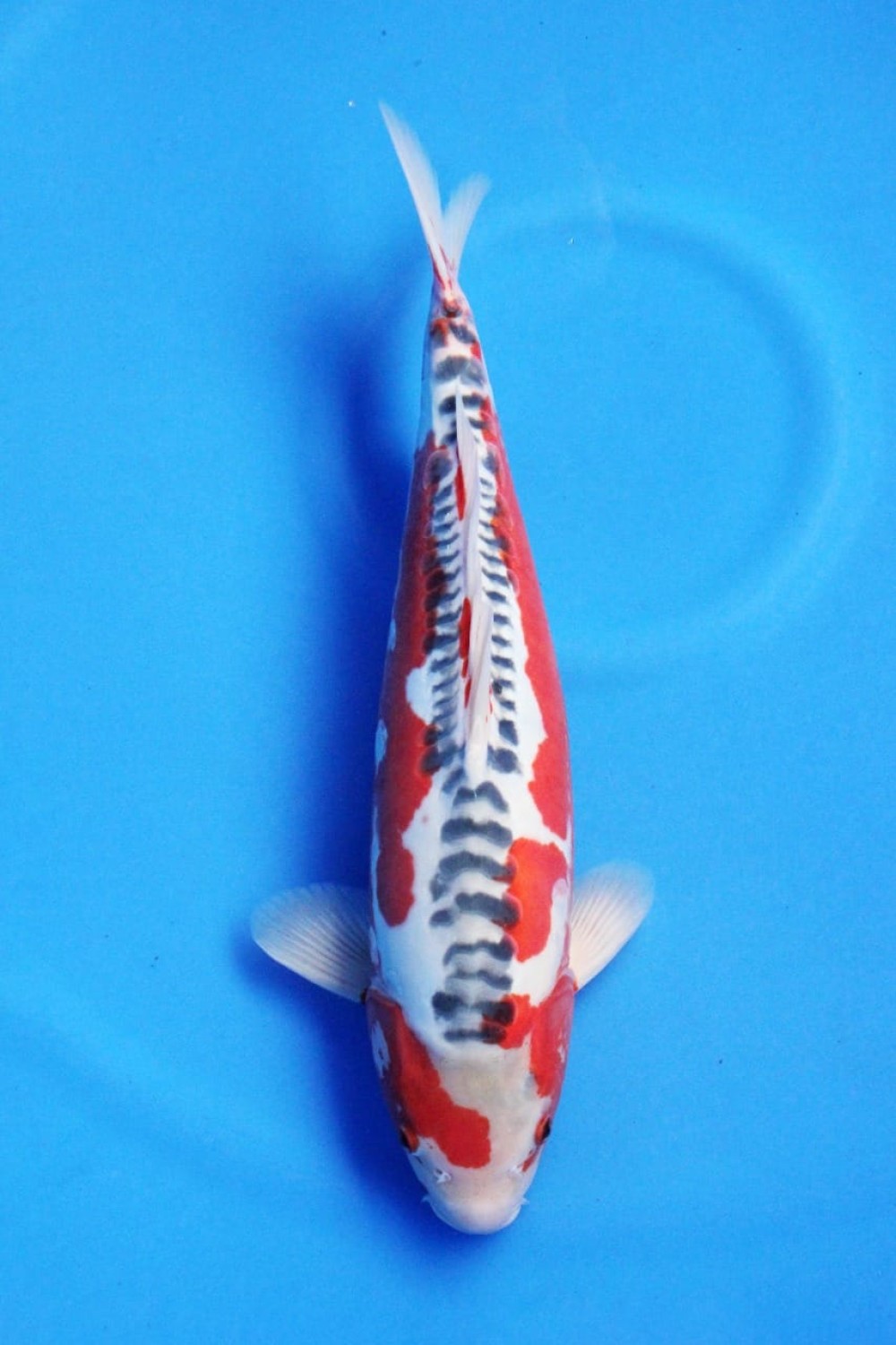 Best In Size D 41 - 45 cm